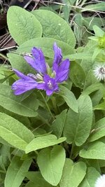 IMG_4565.jpeg