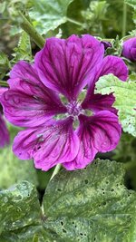 IMG_4564.jpeg