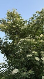 IMG_4580.jpeg