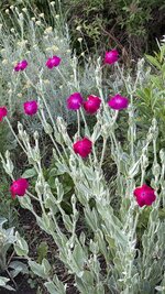 IMG_4567.jpeg
