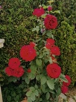 IMG_20250604_072632.jpg