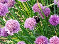 IMG_20250603_143103_1.jpg