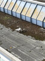 IMG_0340.jpeg
