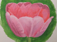 2025MTulpe6.jpg