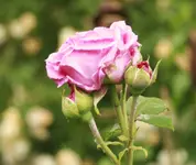 _MG_0177.webp