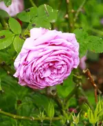_MG_9955.webp
