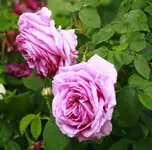 _MG_9954.webp
