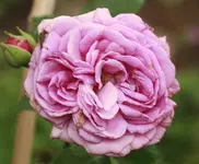 _MG_0062.webp