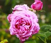 _MG_0236.webp