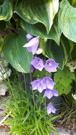 20250531_114809.jpg