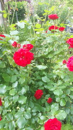 20250604_144904.jpg