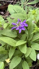 IMG_4589.jpeg