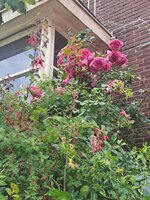 20250604_130216.jpg