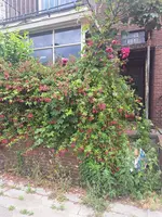 20250604_130129.webp