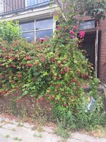 20250604_130129.jpg