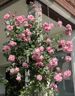 IMG_8740.jpeg