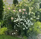 IMG_8766.jpeg