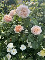 IMG_8767.jpeg