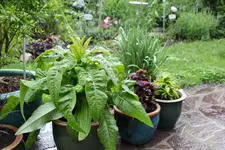 Spargelsalat 0225.webp