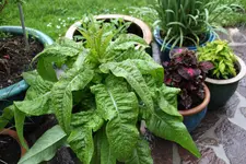 Spargelsalat 0325.webp