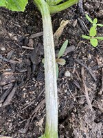 IMG_6963.jpeg