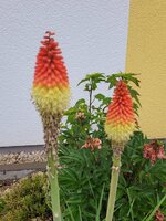 20250604_192123.jpg