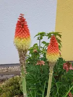 20250604_192123.webp