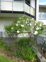 P1080113Schneewittchen.JPG