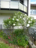 P1080113Schneewittchen.JPG