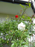 P1080114.JPG