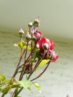 P1080116rote Hausrose.JPG