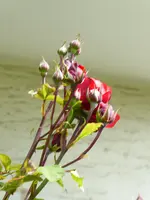 P1080116rote Hausrose.JPG
