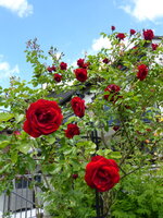 P1080120Amadé.JPG
