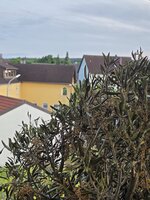 Linker Baum1.jpg