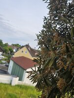 Linker Baum2.jpg