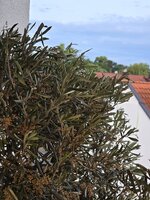 Rechter Baum1.jpg