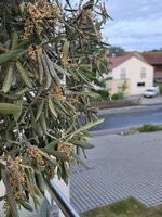 Rechter Baum2.jpg