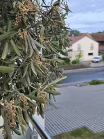 Rechter Baum2.webp