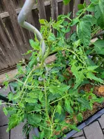 20250605_063300.webp