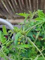 20250605_063304.webp