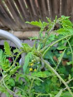 20250605_063304.jpg