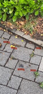 IMG_6161.jpeg