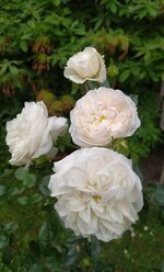 IMG_20250605_164441.jpg