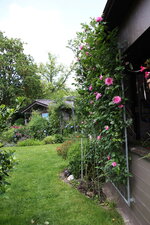 Rose Hl.Elisabeth    0225.JPG