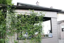 Rose Hl.Elisabeth    0125.webp