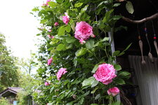 Rose Hl.Elisabeth    0325.JPG