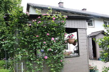 Rose Hl.Elisabeth    0425.JPG
