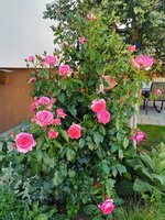 IMG_20250606_163503.jpg