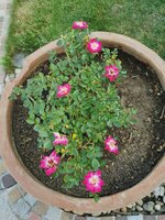 IMG_20250606_163532 (1).jpg