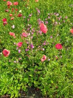 IMG_20250606_120346_1.jpg
